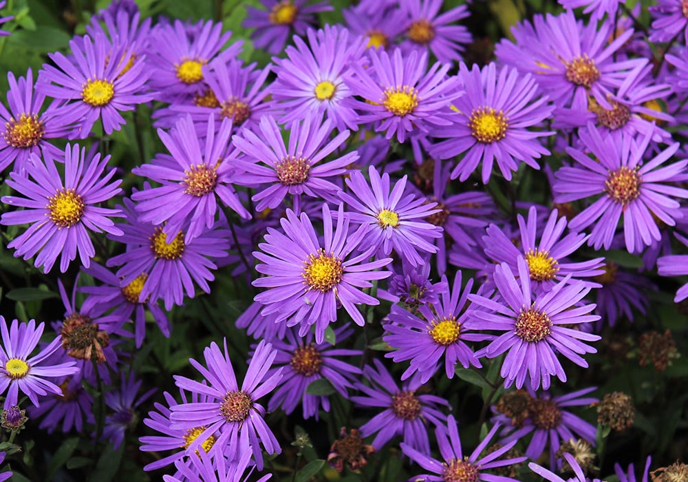 Purple asters with yellow centers bloom densely, filling the frame, surrounded by dark green foliage.