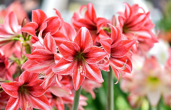 Photograph of a amaryllis