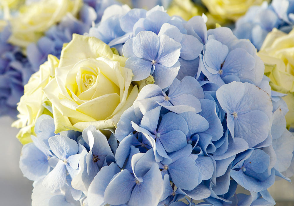 A yellow rose is surrounded by light blue hydrangea flowers, set against a backdrop of similar blue and yellow blooms, creating a vibrant floral arrangement.