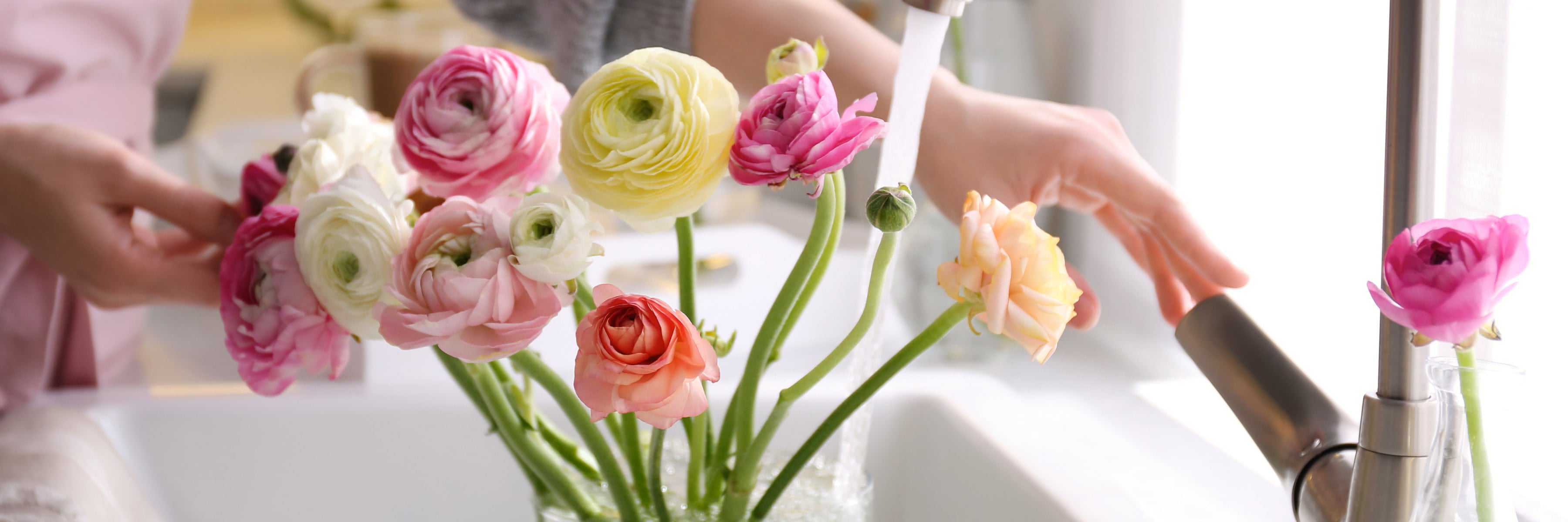 Hands are arranging multicolored ranunculus flowers under a running kitchen faucet. The background is a bright, indoor kitchen setting with a sink and countertops visible.