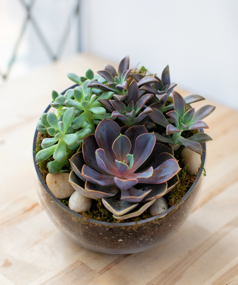 Succulent Bowl